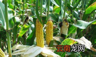 通辽地区高产玉米品种有哪些 你知道吗