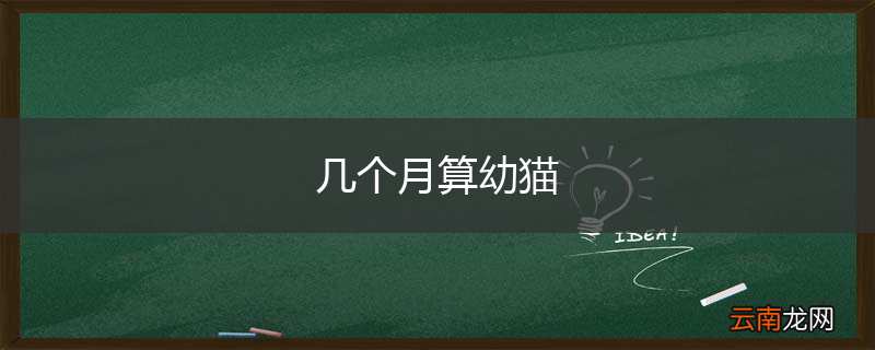 几个月算幼猫