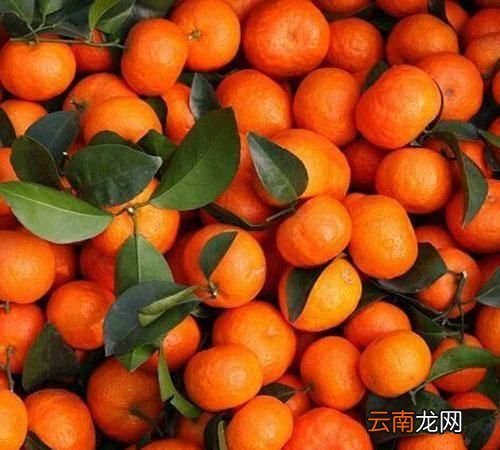 真假砂糖橘苗 如何辨别沙糖桔的真假