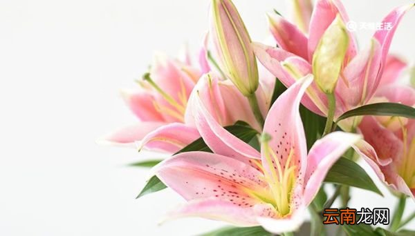 百合花的花语 百合花的花语是什么