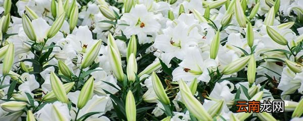 百合花的花语 百合花的花语是什么