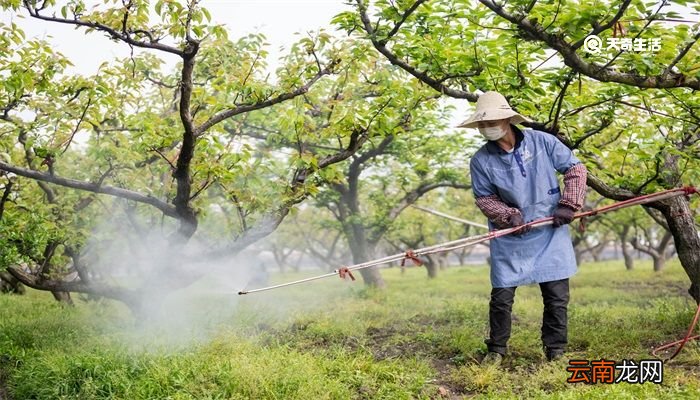 地老虎是什么昆虫 地老虎是什么昆虫的幼虫