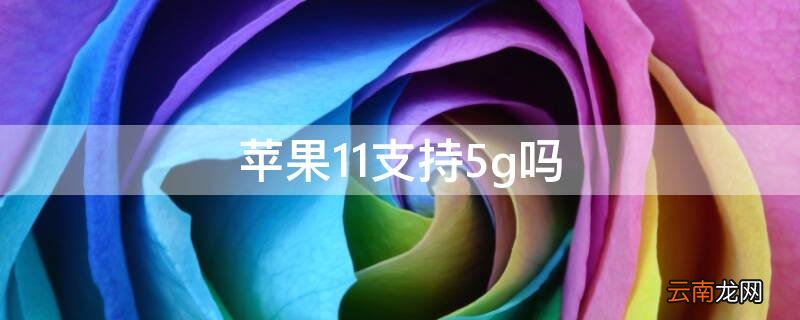iPhone11支持5g吗