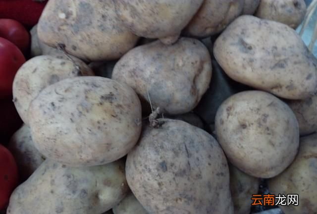 新疆产量最大的蔬菜是什么菜