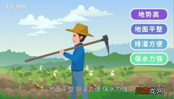 草莓的种植 草莓盆栽如何种植