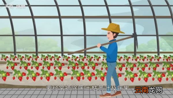 草莓的种植 草莓盆栽如何种植