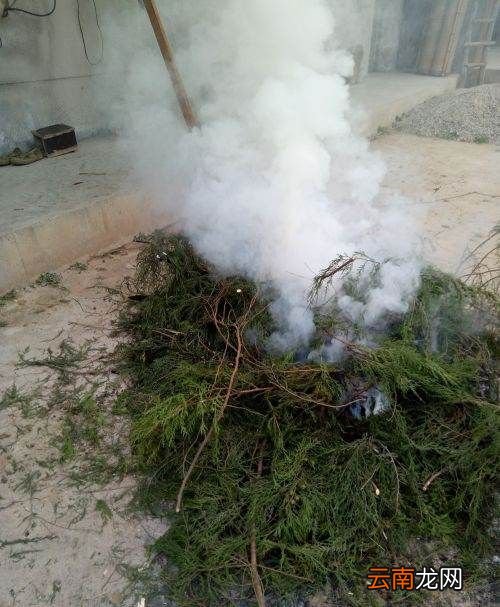 柏树熏腊肉需要多久时间，四川烟熏腊肉怎么做好吃