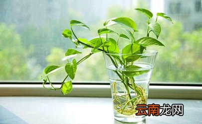 绿萝是喜阴还是喜阳植物