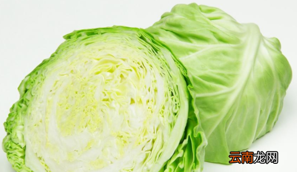 卷心菜是什么样子，圆白菜是什么样子的