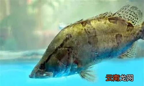 什么是路亚钓鱼 什么是路亚