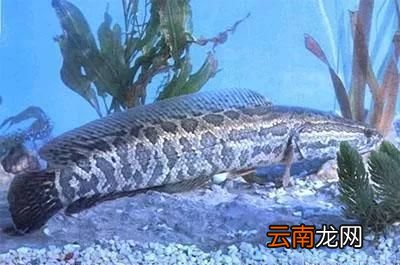 什么是路亚钓鱼 什么是路亚