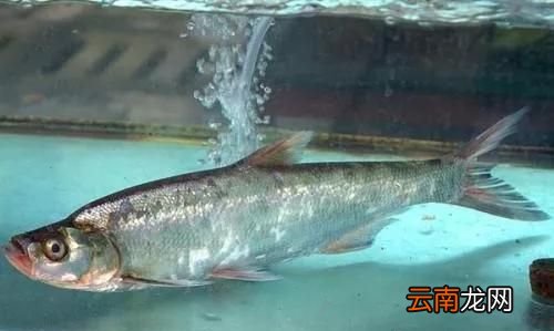 什么是路亚钓鱼 什么是路亚