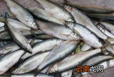 什么是路亚钓鱼 什么是路亚