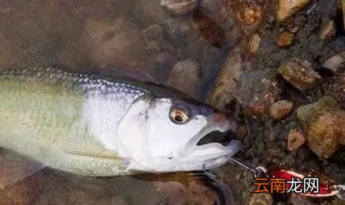 什么是路亚钓鱼 什么是路亚