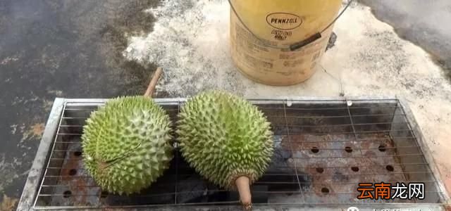 烤榴莲的做法 烤榴莲好吃吗