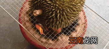 烤榴莲的做法 烤榴莲好吃吗