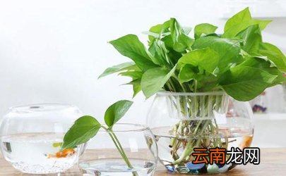 绿萝水培为什么根会烂