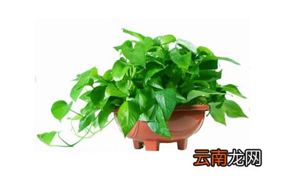 绿萝可以放鱼缸里和鱼一起养吗