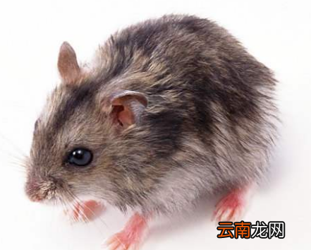 老鼠的特征，老鼠英语怎么读音发音英语怎么说