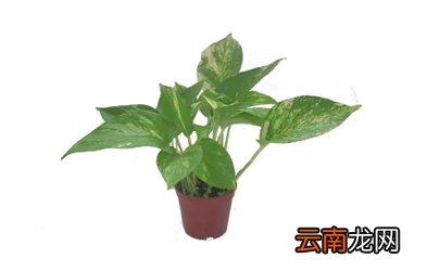 绿萝可以淋雨吗