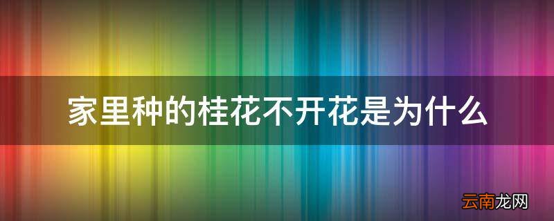 家里种的桂花不开花是为什么