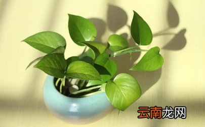 绿萝浇水多了会不会死