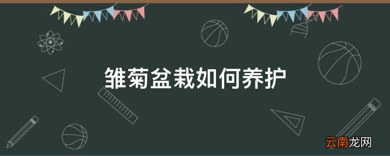 雏菊盆栽如何养护