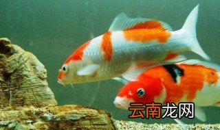 锦鲤鱼可以吃吗 锦鲤鱼可不可以吃
