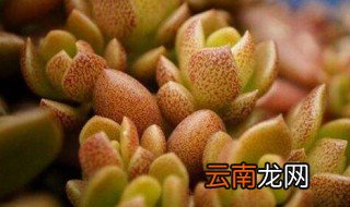 多肉植物立田凤怎么养 养护立田凤的方法