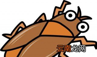 最有效灭蟑螂的方法 最有效灭蟑螂有什么方法
