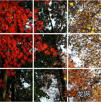 美图秀秀怎么做原图九宫格?