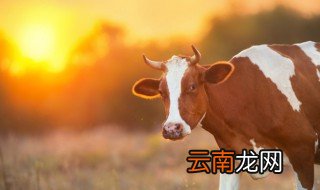 丑年是哪一年 丑年具体是哪一年