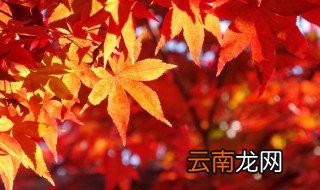 停车坐车爱枫林晚诗句的意思 停车坐车爱枫林晚诗句的出处