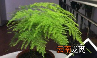 家里适合栽文竹吗 家里栽文竹好吗