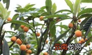 枇杷树怎么养护 琵笆树能栽家里吗