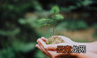 玉兰可以种在家里吗 山玉兰可以栽家里吗