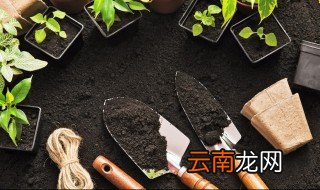 家里栽的月季花能开花吗 室内种月季会开花吗