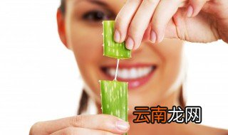 请问家里种的芦荟可以美容吗 家里栽的芦荟可以直接美容吗