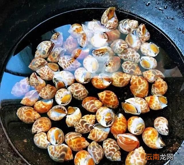 白灼花螺香螺做法 花螺和香螺的区别