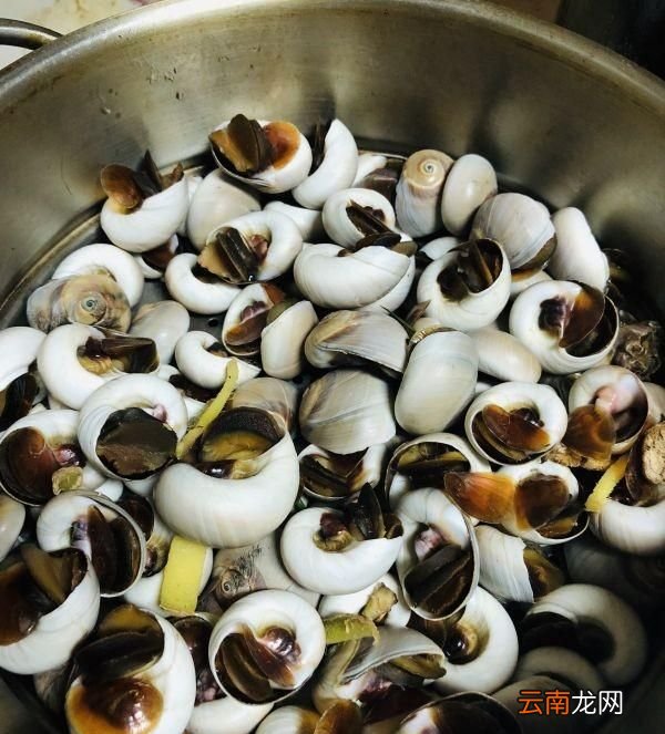 白灼花螺香螺做法 花螺和香螺的区别