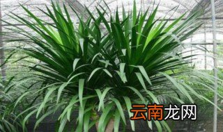 家里能栽龙须树吗 家里栽龙须树好吗