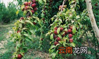 家里可以栽李子树吗 李子树可以种在家门前吗