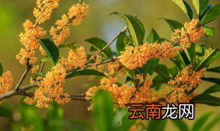 家里能种桂花盆栽吗 家里能栽桂花盆栽吗