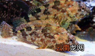 石斑鱼为什么这么贵 石斑鱼贵的原因