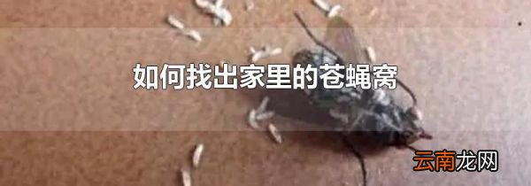 如何找出家里的苍蝇窝