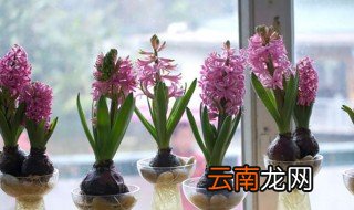 风信子如何水培 风信子水培方法