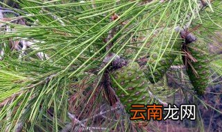 家里能栽刺松吗，家里种刺松好不好
