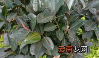 橡皮榕树家里能栽吗 橡皮榕树怎么养
