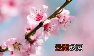桃树适合栽家里面吗 家里面栽桃树好不好