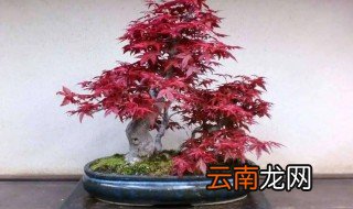 家里栽红枫可以吗，家里盆栽红枫好吗